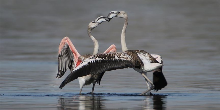 Van Gölü'ndeki flamingoların Afrika göçü başladı