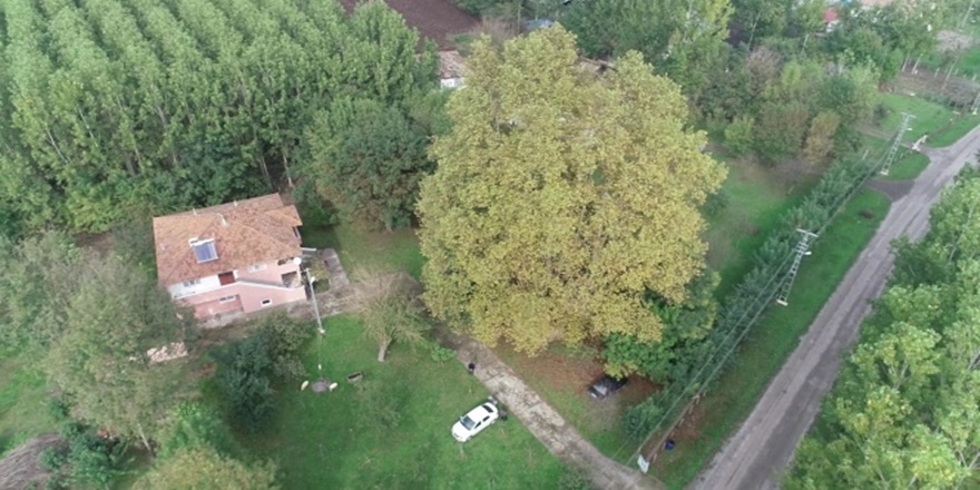 12 asırlık dev çınar