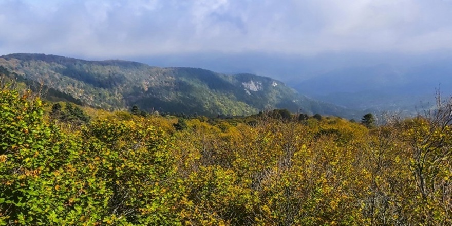 Kazdağları'nda sarı ve yeşilin renk çümbüşü