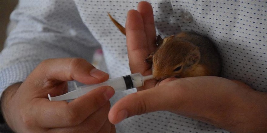 Bahçesinde bulduğu sincap yavrusunu sahiplendi