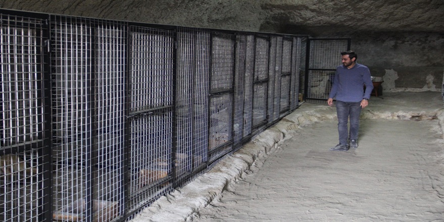 Kayadan oyma mağaralar, hayvan barınağına dönüştürüldü