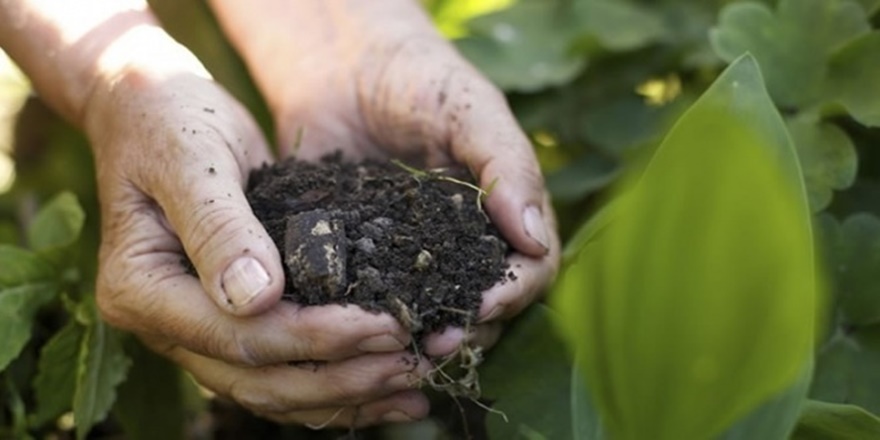 Doğu Karadeniz'de fındık ve çay tarımı tehlikede