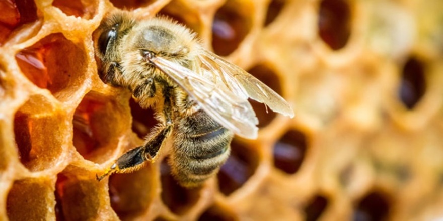 Bağışıklığa arı desteği