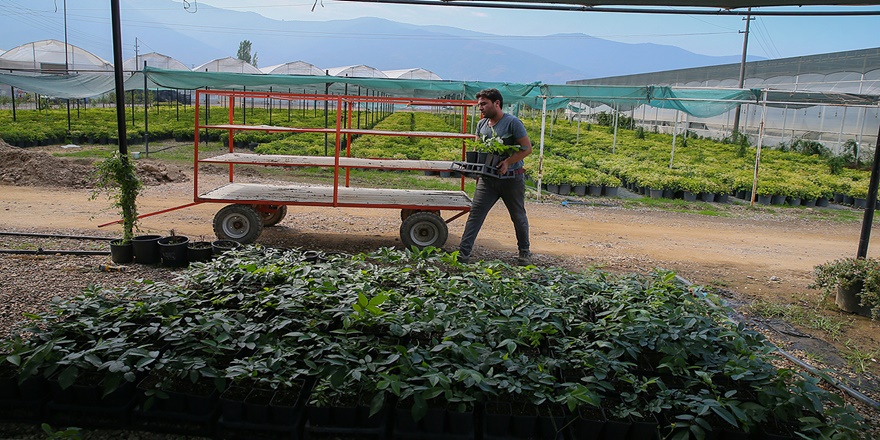 Yarım asırlık kooperatifte yılda 5 milyon fidan üretiliyor