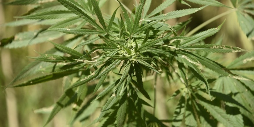 100 metrekarelik dükkanda işlediği keneviri dünyaya satıyor