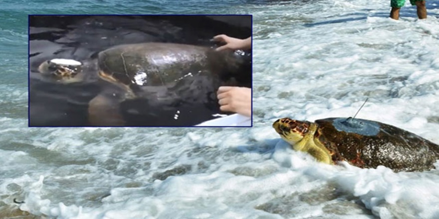 4 yıllık tedaviden sonra denize kavuştu