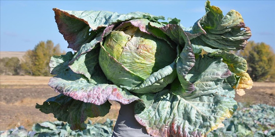 Yozgat'ta dev lahana hasadı