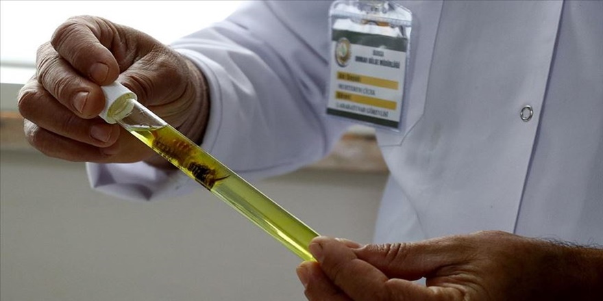 Kestanede milyonlarca dolar zararı 'torymus' önleyecek