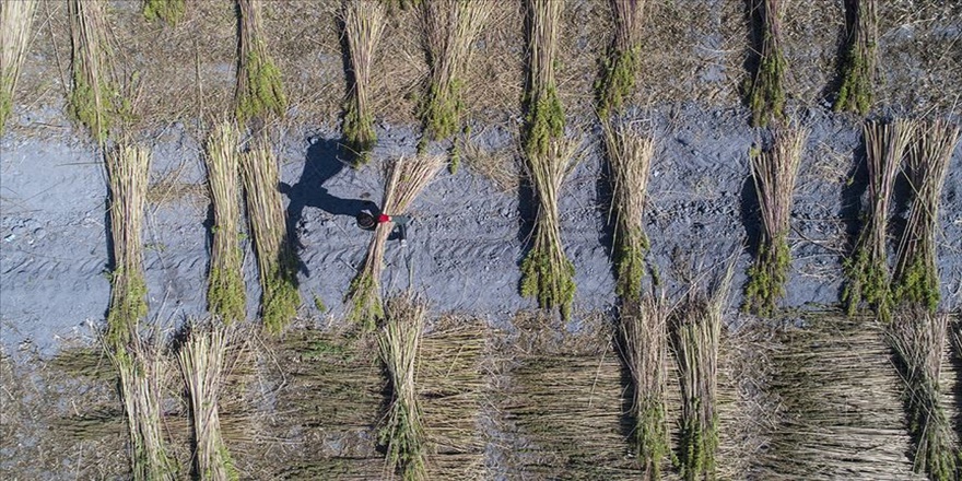 Kenevir ekim alanı 5 kat arttı