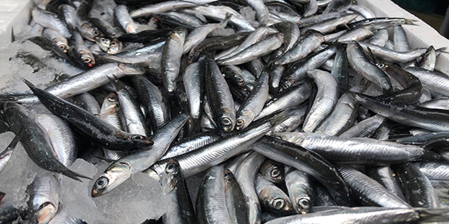 Bol hamsi tezgahları şenlendirdi