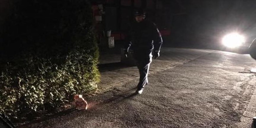 Almanya'da cami inşaatına domuz kafası bırakıldı