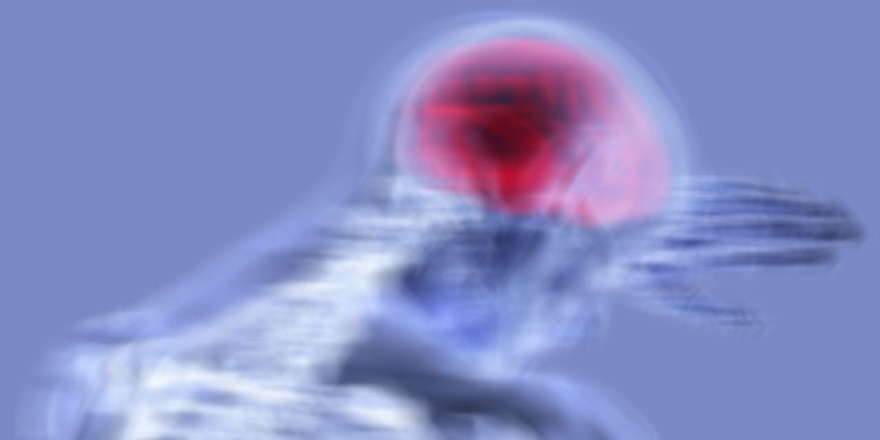 'İnmenin başlangıcından itibaren her geçen dakika milyonlarca beyin hücresi ölüyor'