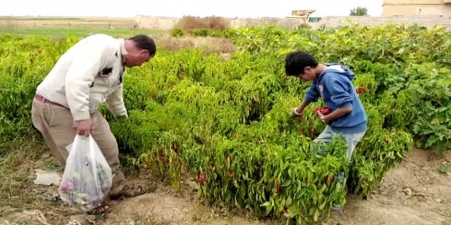 Tel Abyad'da hasat başladı