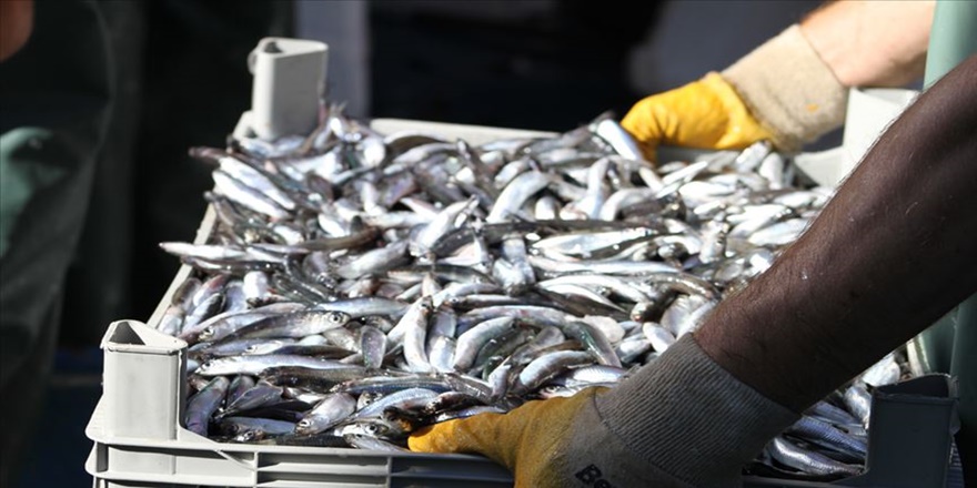 'Havalar sıcak giderse hamsi erken terk edecek'
