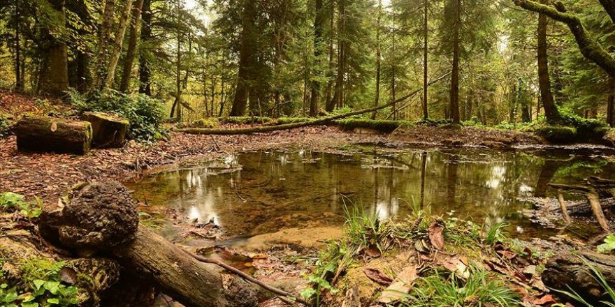 Kuzalan Tabiat Parkı sonbahar güzelliğine büründü