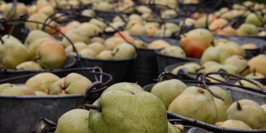 Deveci armudunda 'bereketli' hasat