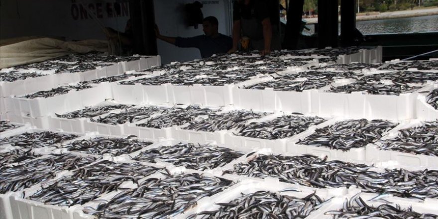 Karadeniz’de hamsi bolluğu