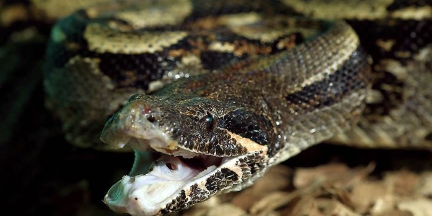 ABD'de bir kadın beslediği piton tarafından boğuldu