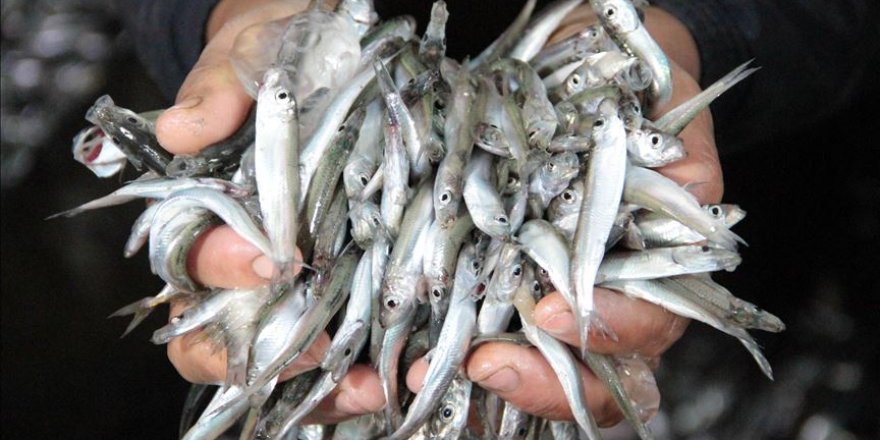 Boy yasağına uymayan 8,5 ton balığa el koyuldu