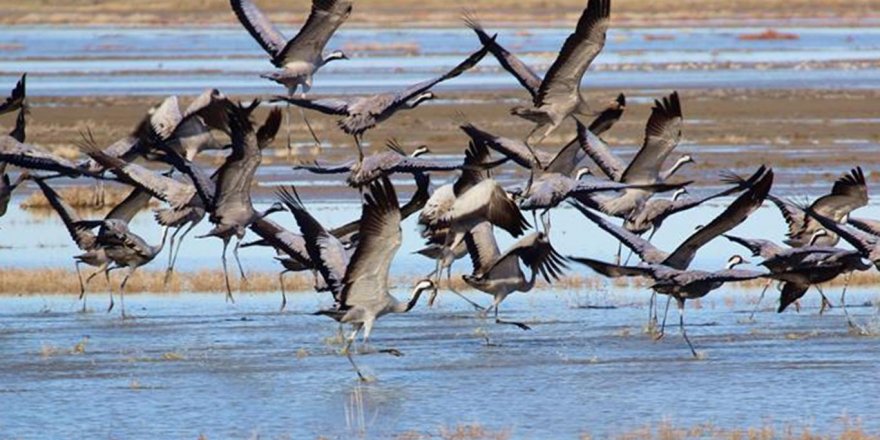 Turnaların göç yolculuğu görsel şölen oluşturdu
