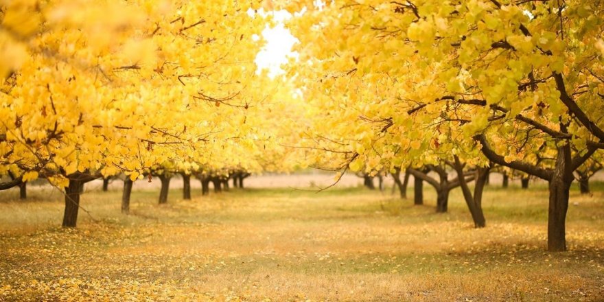 Ağrı'da sarı yeşil kırmızı tonlarla renk cümbüşü