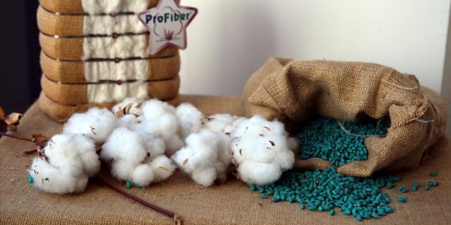 Yerli pamuk tohumlarını 7 ülkeye ihraç ediyorlar