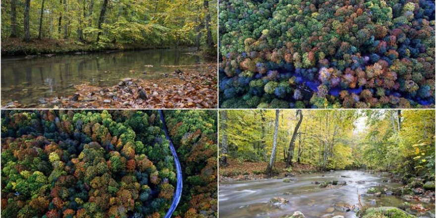 Istranca ormanlarında sonbahar güzelliği