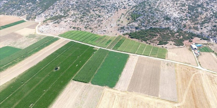Kenevir ekim alanları uydudan tespit edilecek