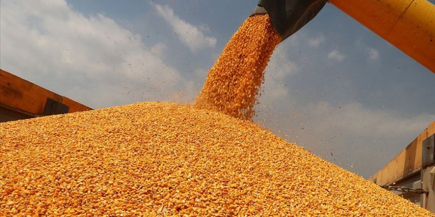 TMO mısır satış fiyatını açıkladı