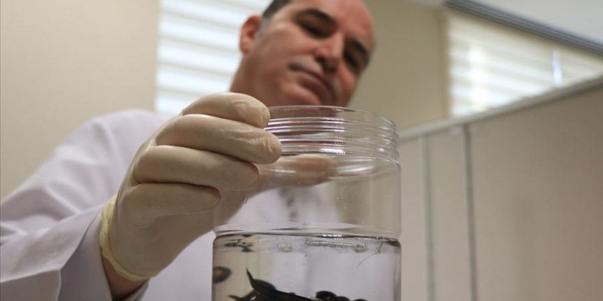 Şehir hastanesinde geleneksel tedavi tıpla buluşturuluyor