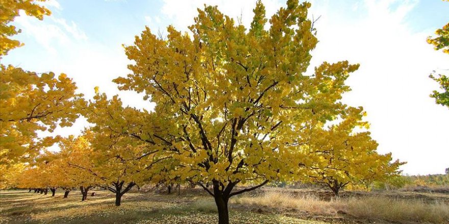 Kayısı bahçelerinde 'masalsı' sonbahar