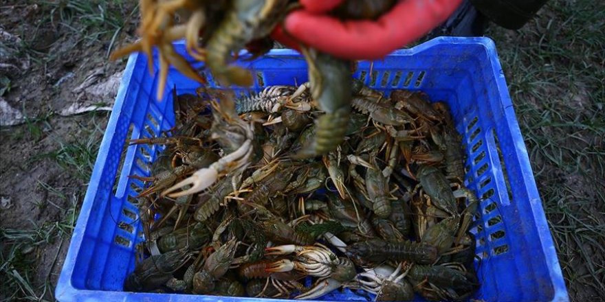 Tatlı su ıstakozu geçim kaynakları oldu