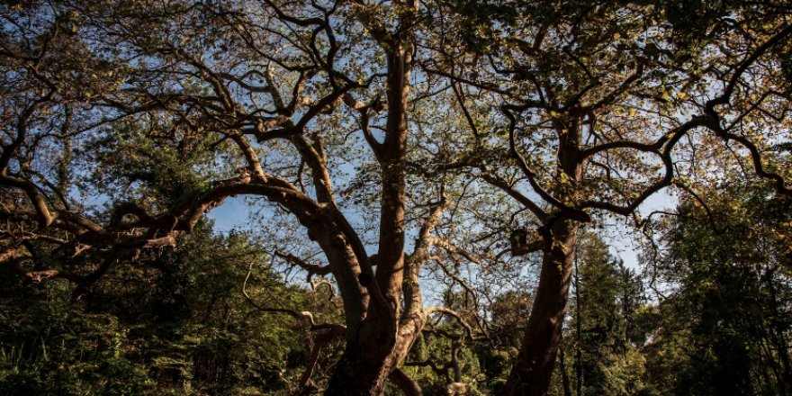 İstanbul'un en yaşlı sakinleri; anıt ağaçlar