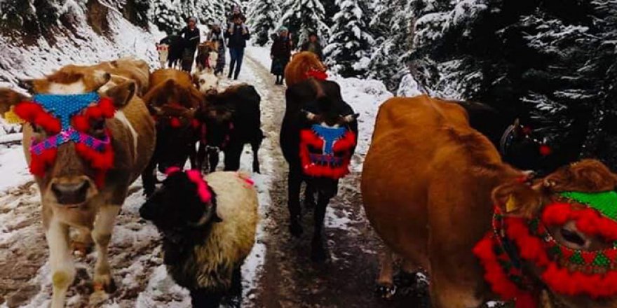 Yaylacıların dönüşü renkli görüntüler oluşturdu