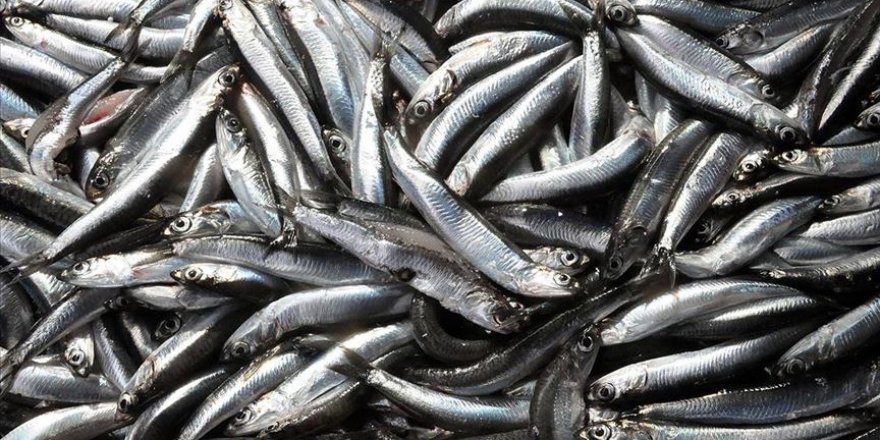 Batı Karadeniz'de hamsi bolluğu yüzleri güldürdü