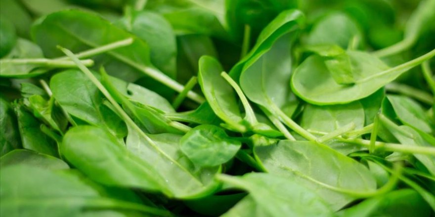 Uzmanlardan 'Küçük boy ıspanak alın' önerisi