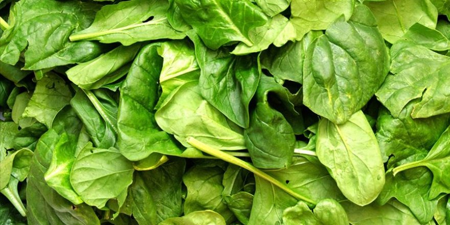 İstanbul Tarım ve Orman Müdürlüğünden 'ıspanak' açıklaması