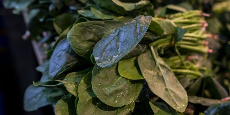 Ispanak toptancının elinde kaldı