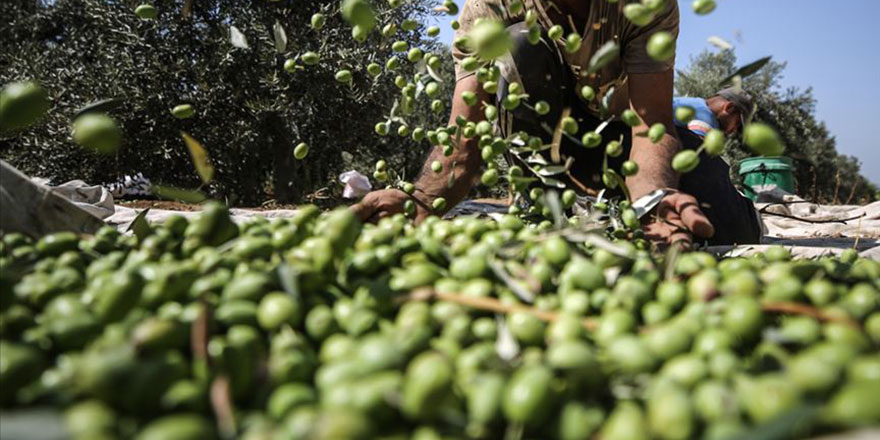 Yahudi yerleşimciler Filistinlilerin zeytinlerini çaldı