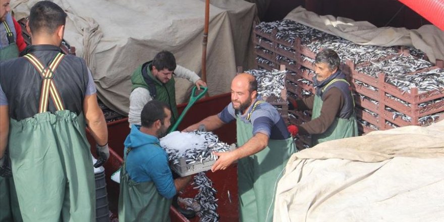 Balıkçı tekneleri hamsi dolu ambarlarla limana dönüyor