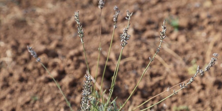 Solucan gübresiyle lavanta ürettiler