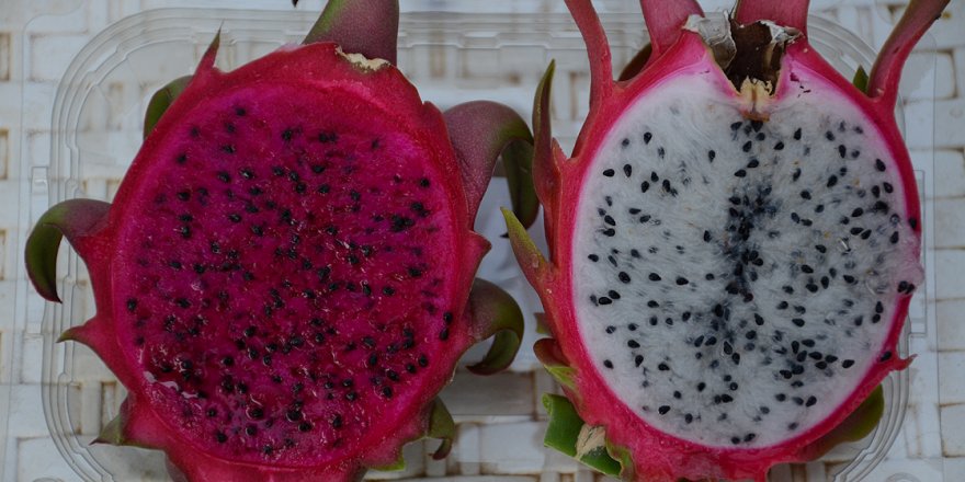 İşini bırakıp ejder meyvesi üretti