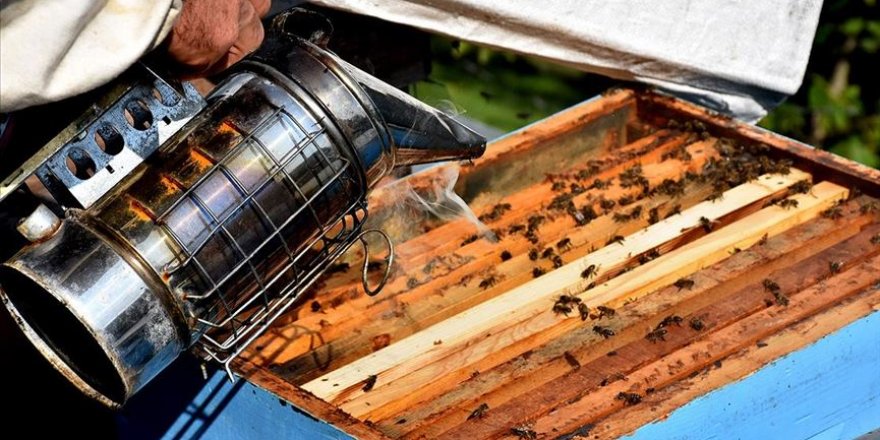 'Ağasar balı' gün yüzüne çıkartılıyor