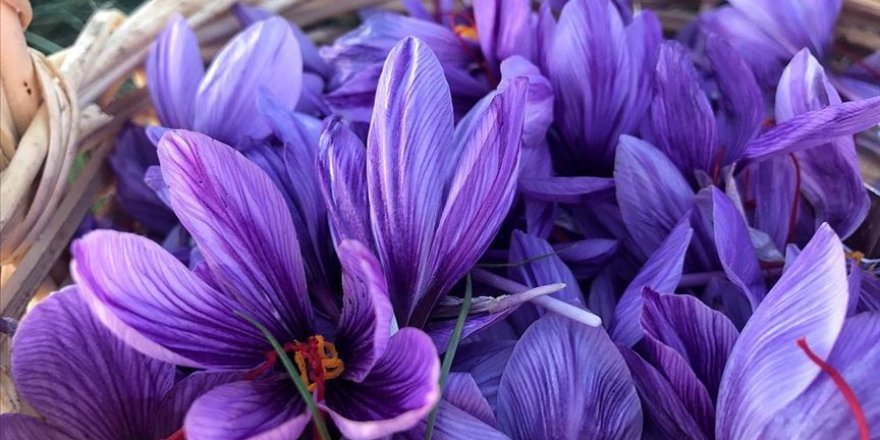 Safran bitkisi Edirne'nin iklimine uyum sağladı