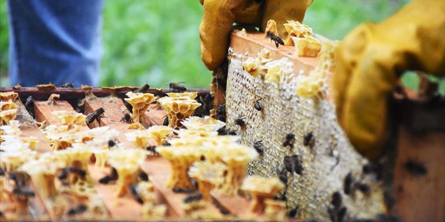 Gezginci arıcıların Muğla'da bal mesaisi
