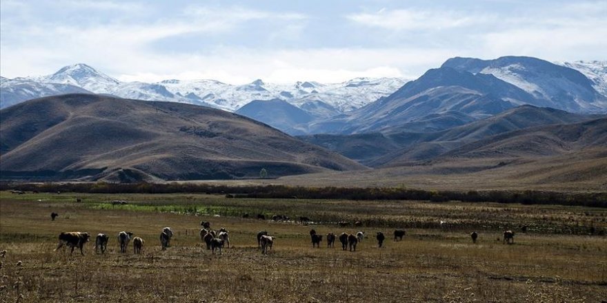 Faraşin Yaylası besicileri artık uzun süreli konuk ediyor