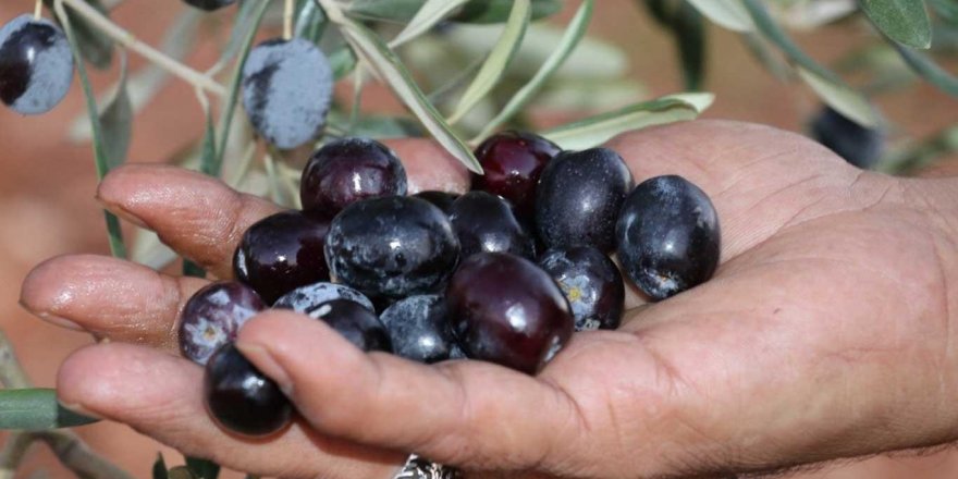 Bu yıl zeytinde rekolte düşük