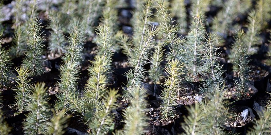 11 Kasım'ı 'Milli Ağaçlandırma Günü' ilan edildi