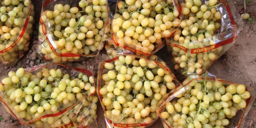 Türkiye'den 56 ülkeye 120 milyon dolarlık üzüm ihracatı