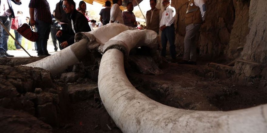 Meksika'da 15 bin yıllık mamut tuzakları bulundu